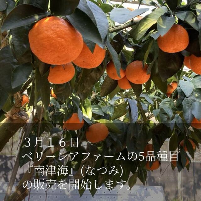 重（しげ）さん家の美味しいみかん
